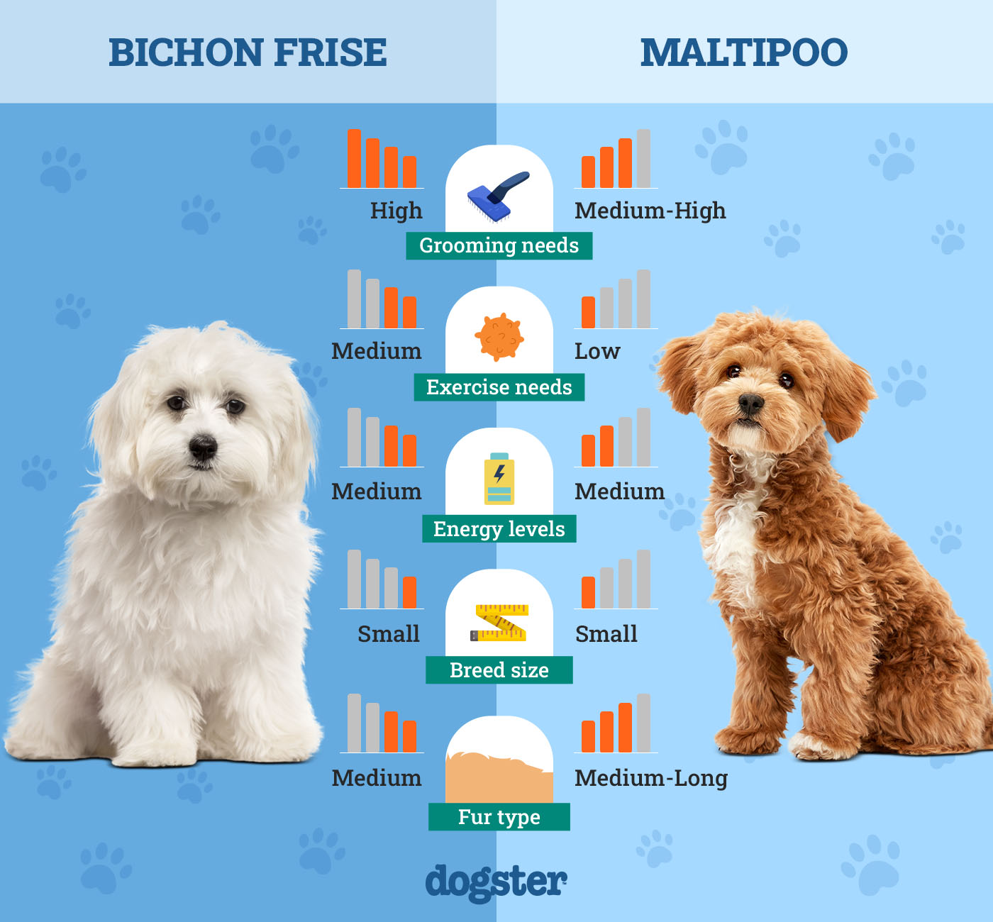 bichon vs maltipoo