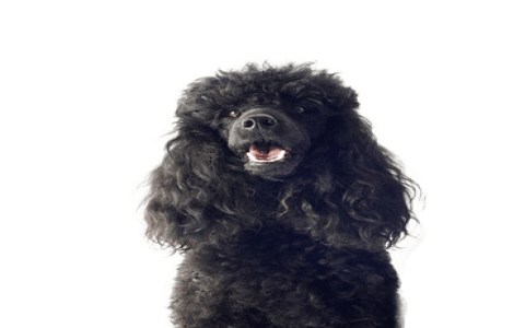 toy poodle puppies for sale new jersey