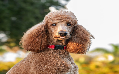 dogs free to a good home