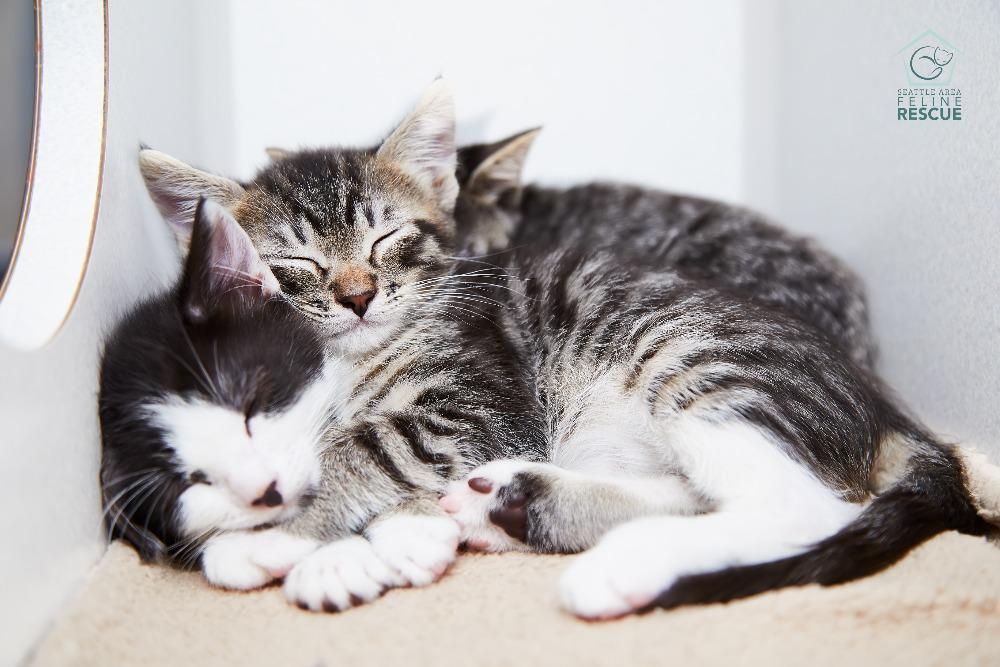 cat rescues in my area