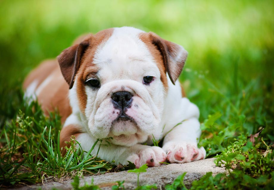 english bulldog puppies pennsylvania