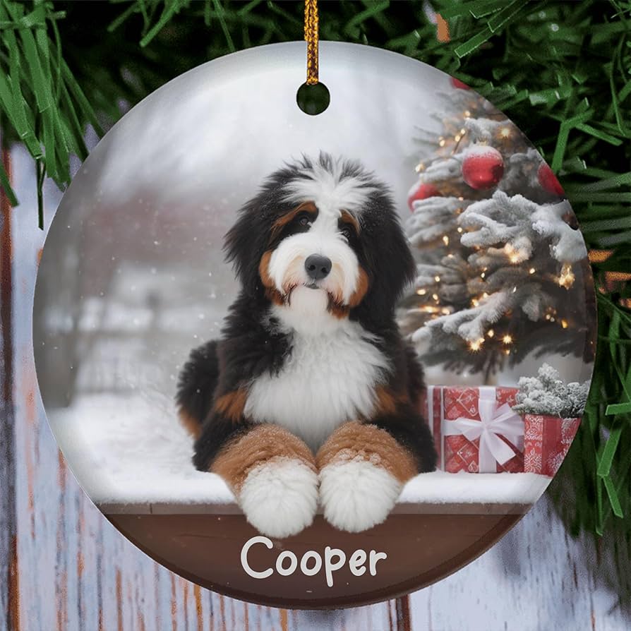 bernedoodle christmas