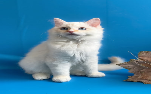 cats for sale in georgia