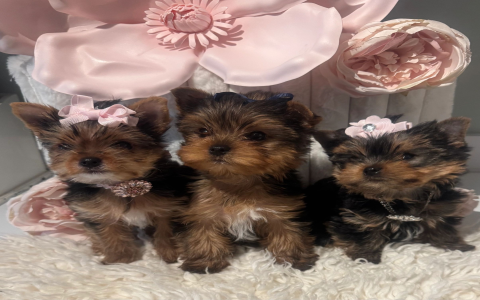 yorkshire terrier puppies near me
