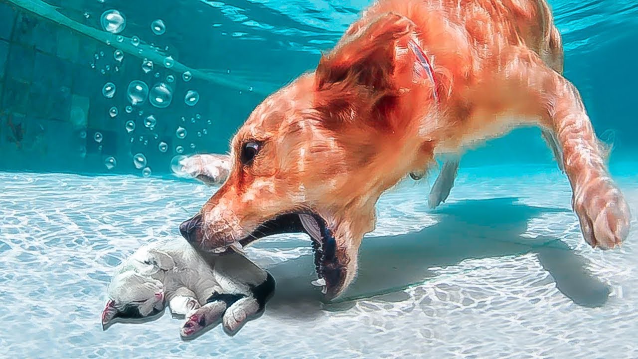 animals rescuing animals