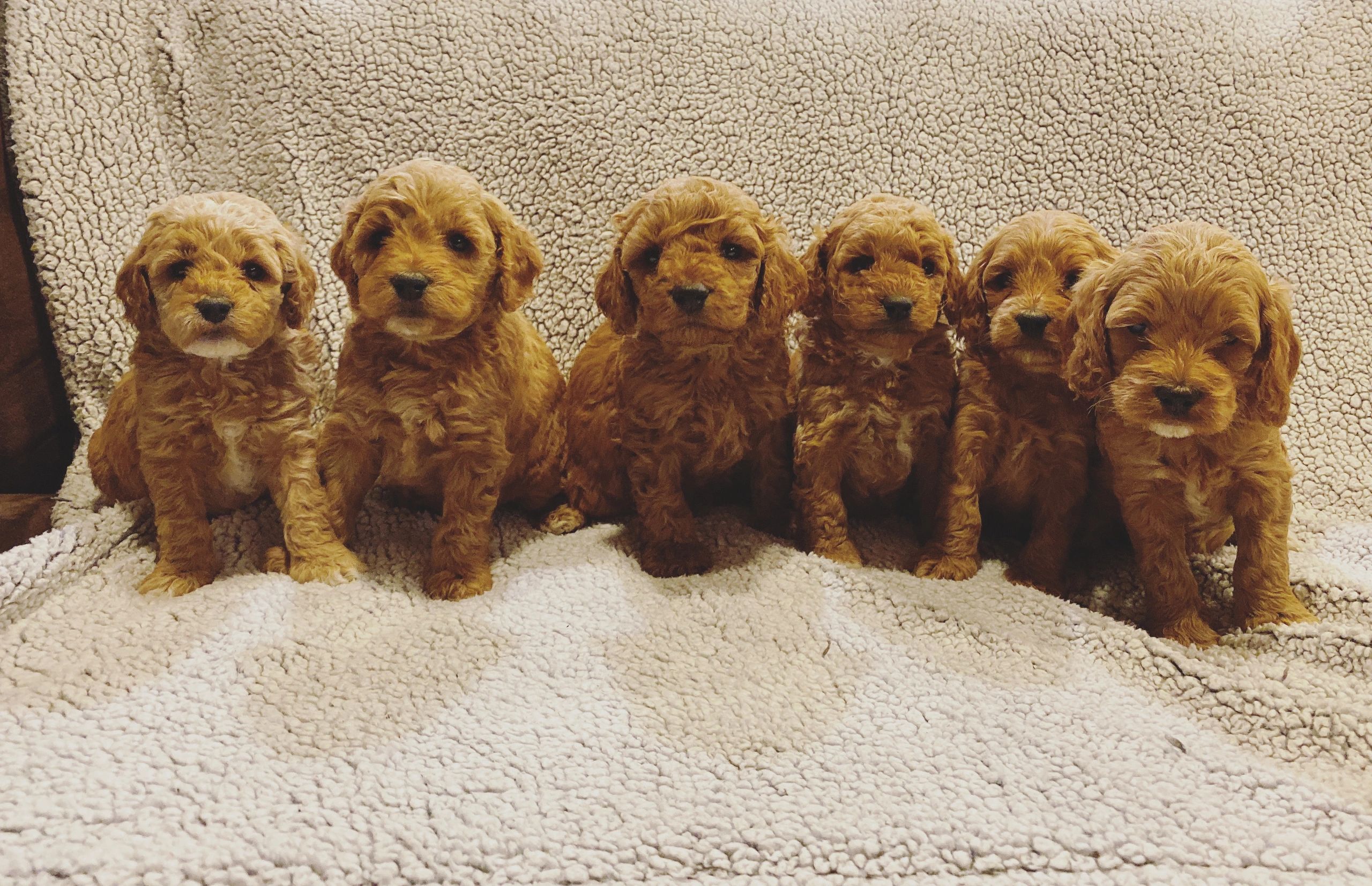 cockapoo breeders nj