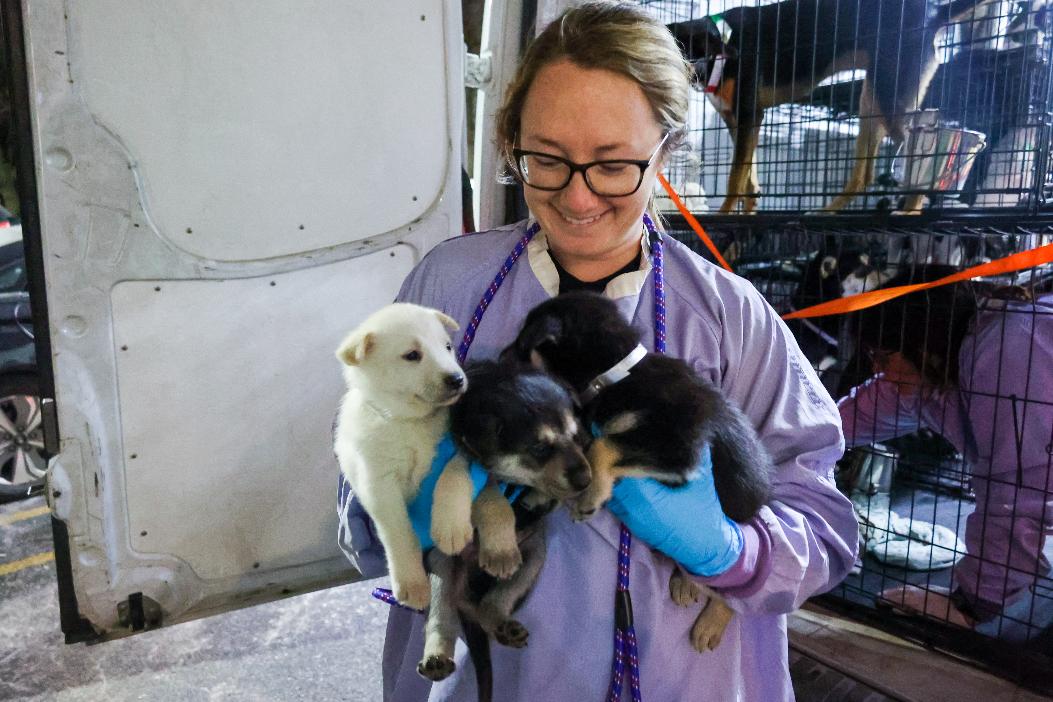 adopcion de perros chicago