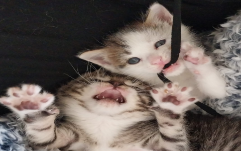 petsmart kittens for adoption near me free