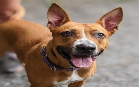 jack russell labrador