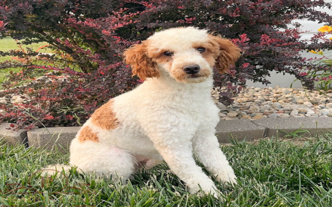 bernedoodle puppies nj