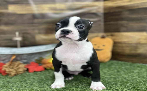 bull terrier for sale texas