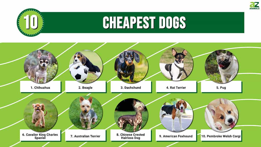 where to find cheap dogs