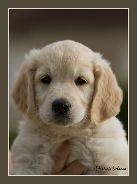 french golden retriever