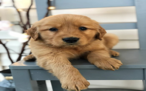 full breed puppies for sale near me