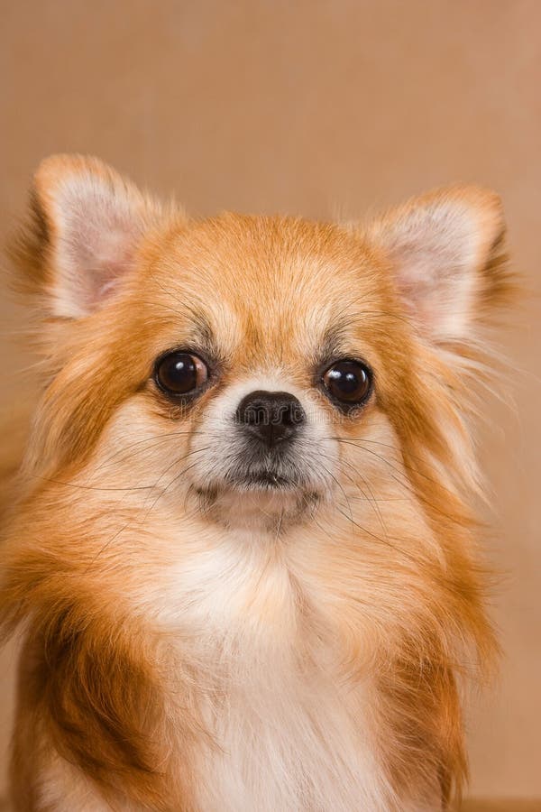 ginger chihuahua