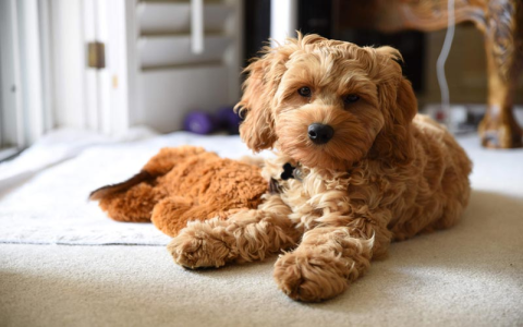 cockapoo photos