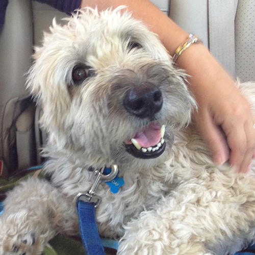 wheaten adoption