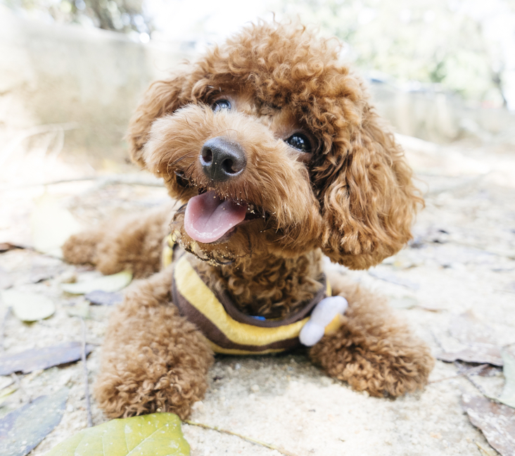 toy poodle for adoption near me