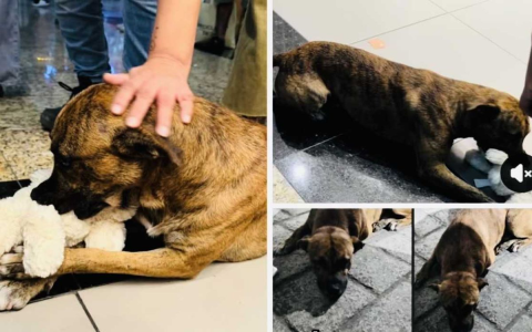 adopt a stray photos