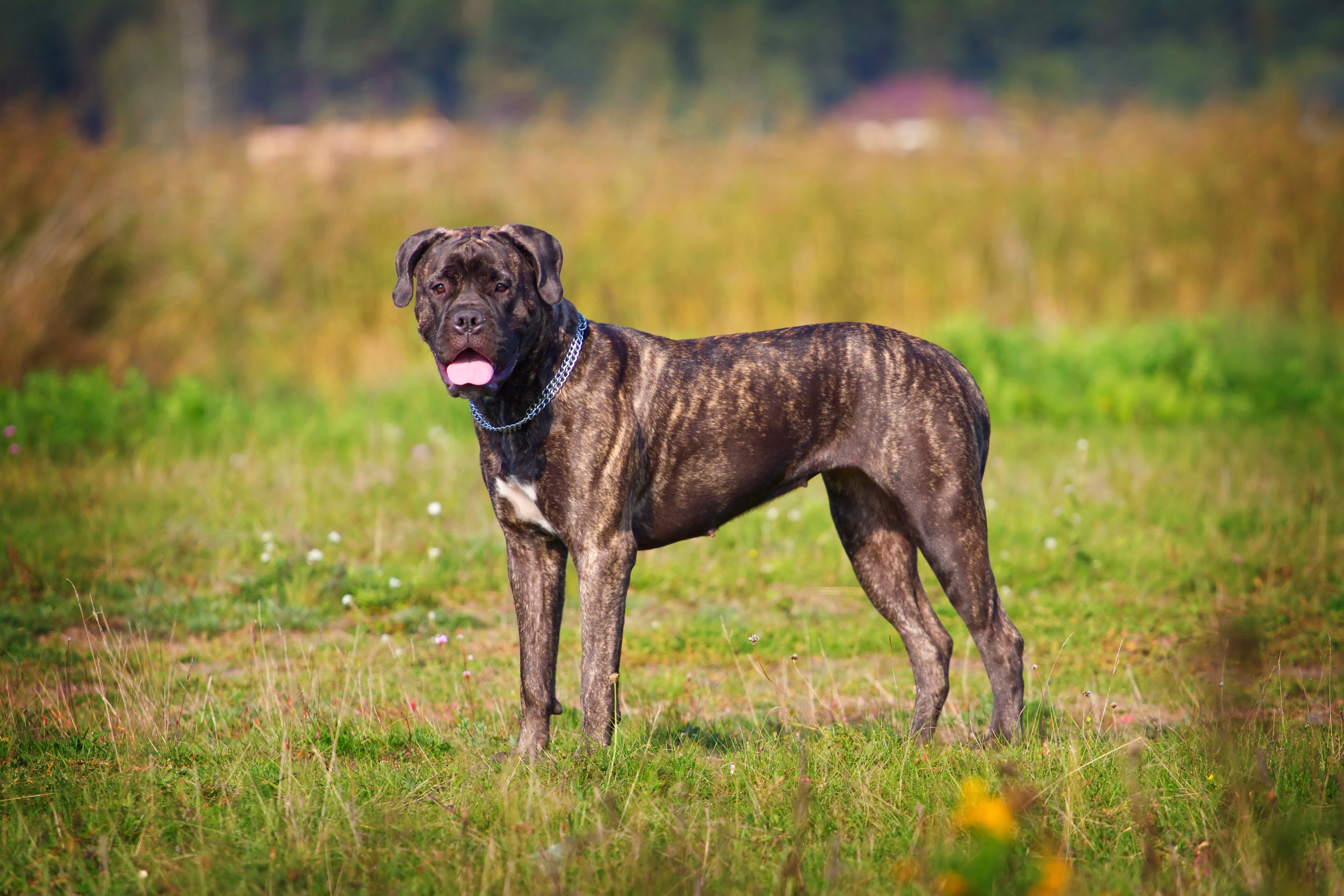 large brindle dog breeds