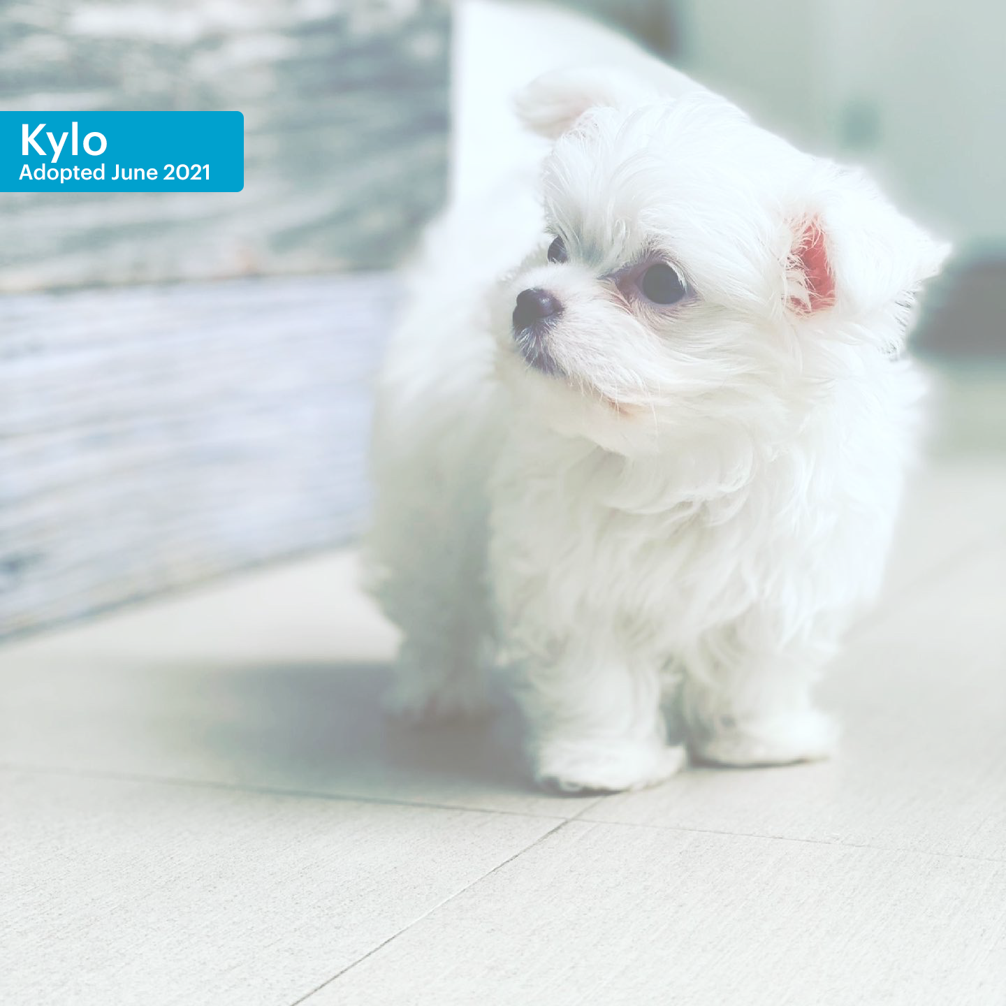 small dogs for adoption miami