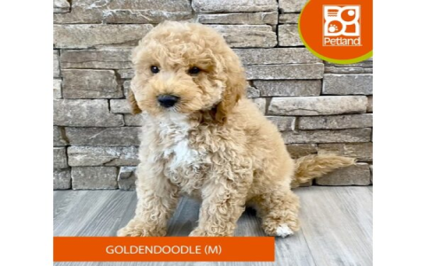 goldendoodle registration