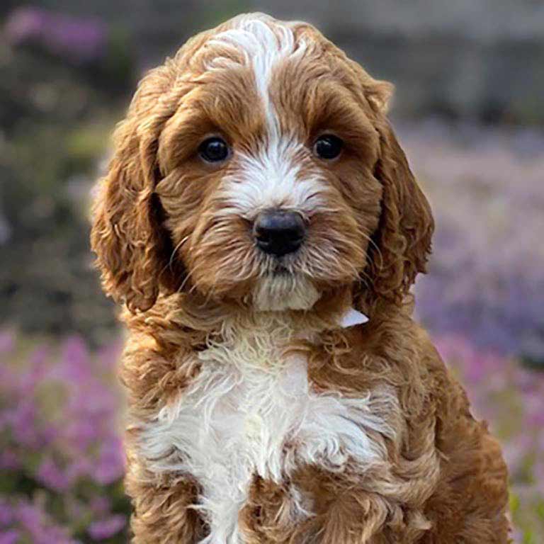 miniature goldendoodle for sale nj