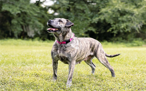 large brindle dog breeds