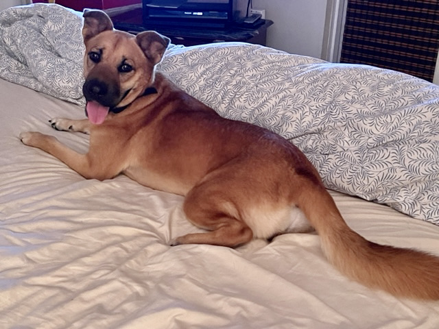 find a home give a home