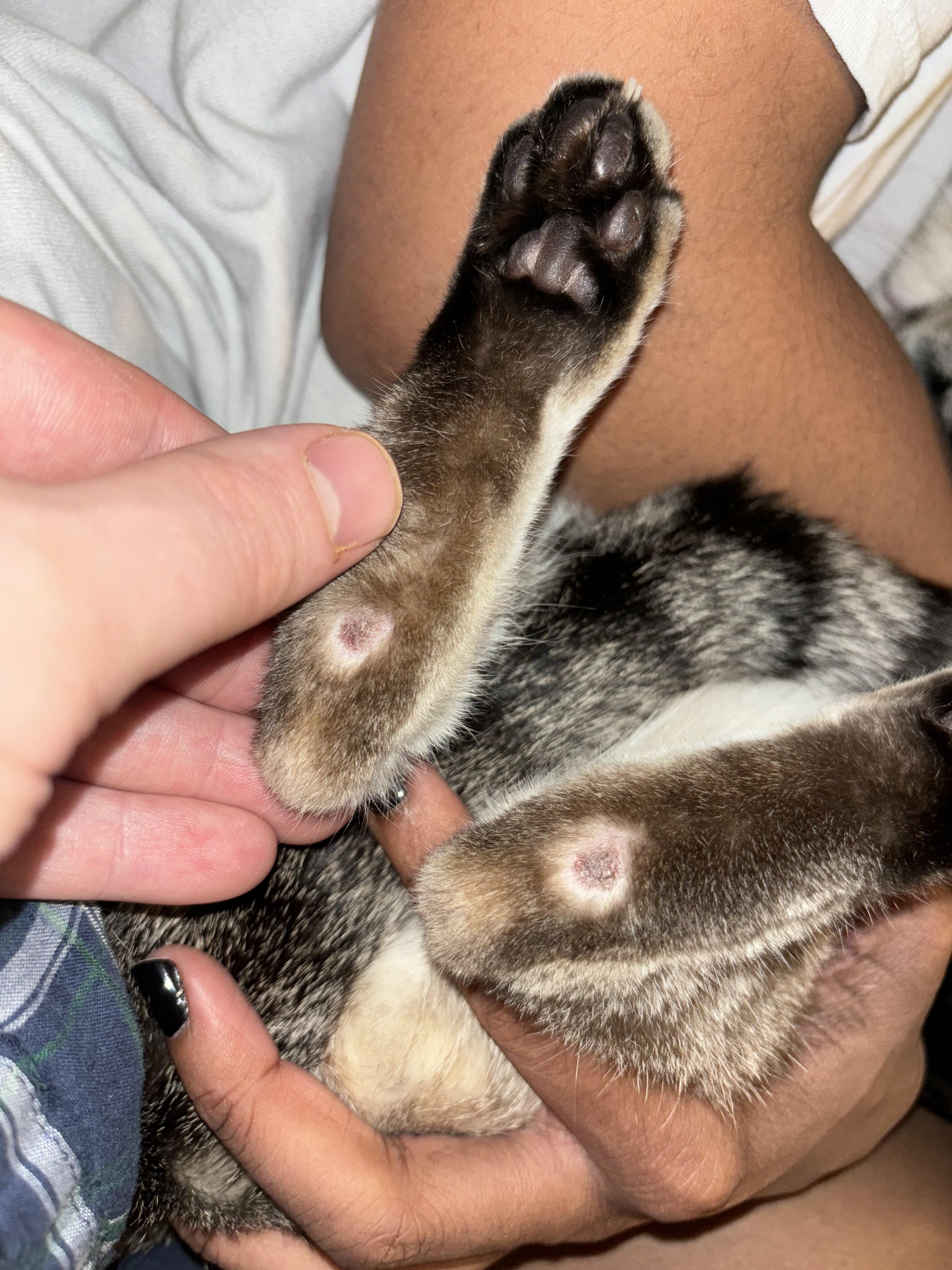 cat missing fur on back leg