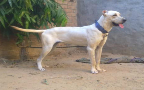 pakistan dog