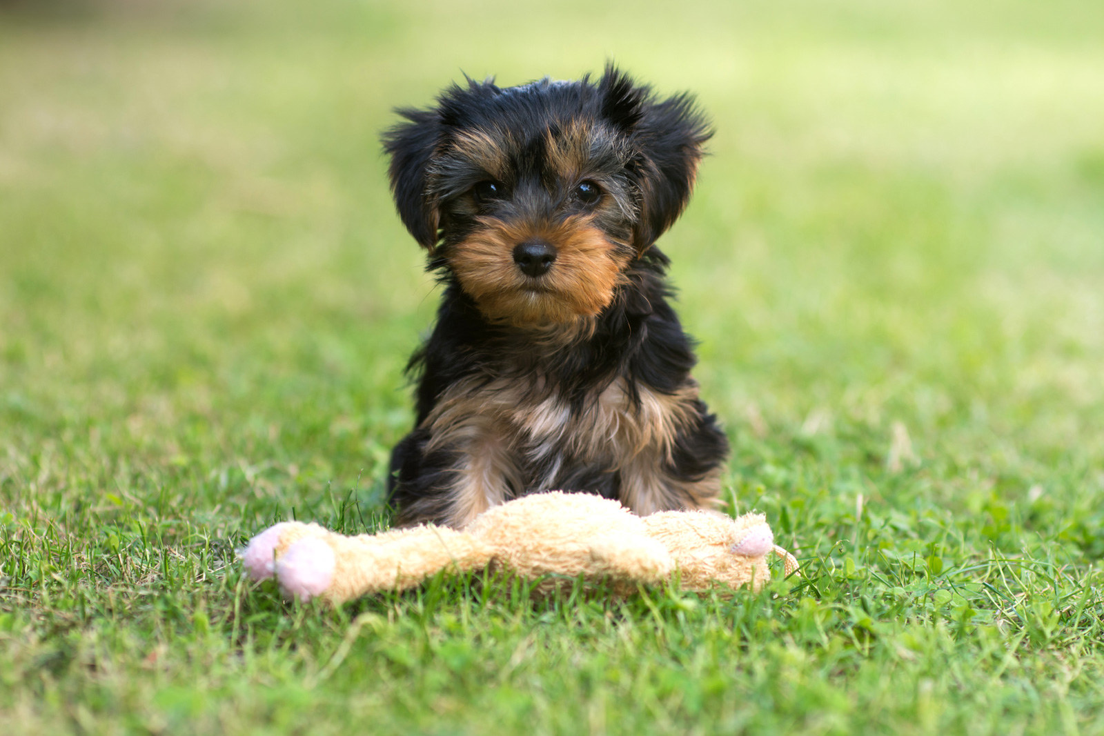 yorkshire terrier puppies florida