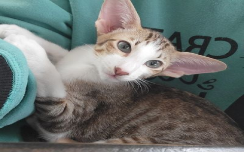 oriental shorthair cat adoption