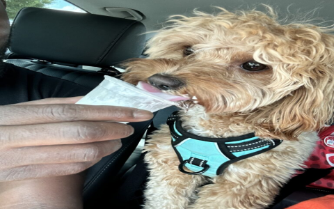 adult cavapoo for adoption