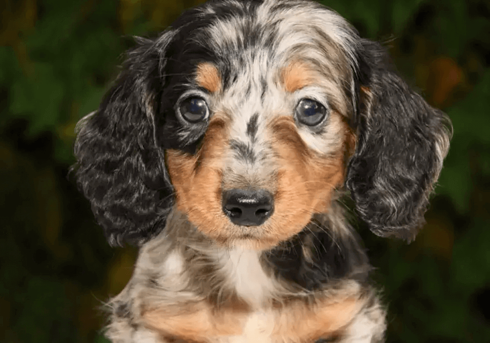 dachshund puppies for sale ny