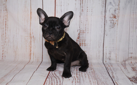 french bulldog puppies for sale nyc