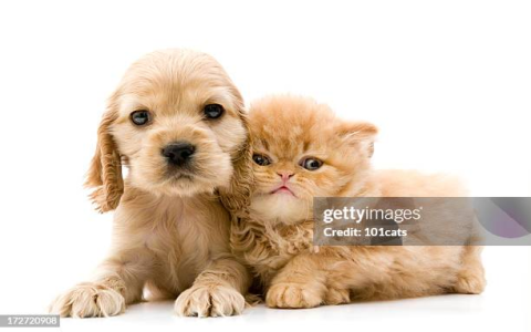 kitten and dog