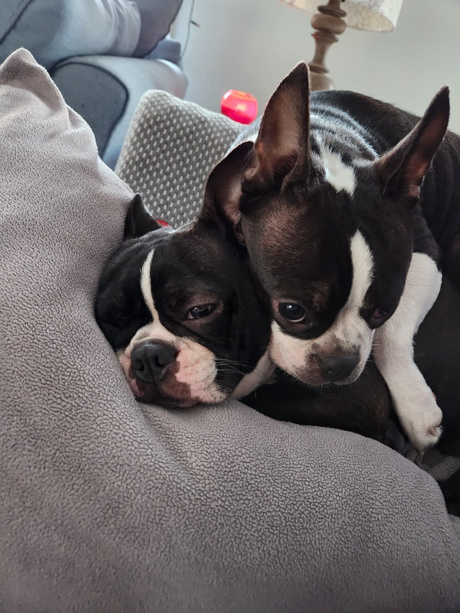 boston terrier rescue nj