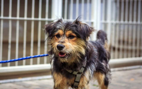 petfinder manhattan ks