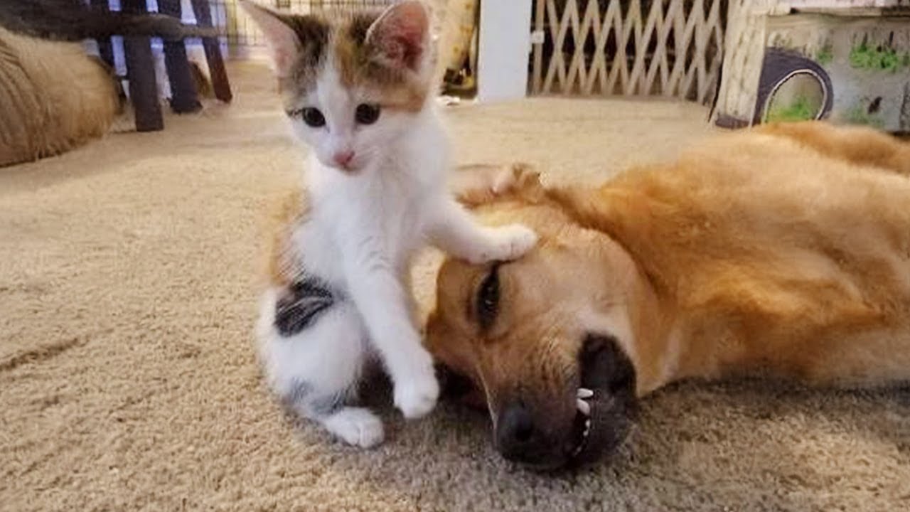 dog cat best friends