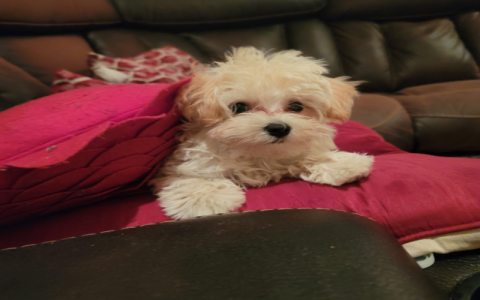 maltipoo puppies for sale in central illinois