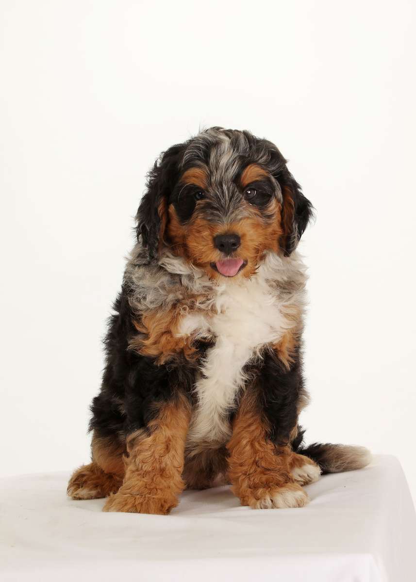 bernedoodle breeders pa