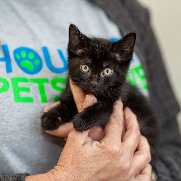 where can i find a cat near me