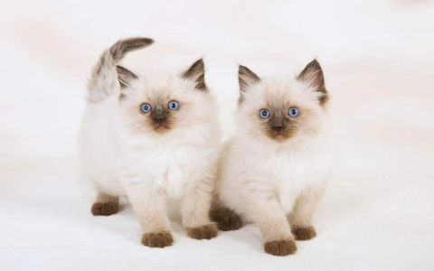 balinese cat for sale