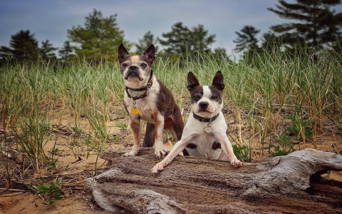 boston terrier adoption illinois