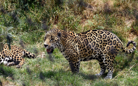 washington exotic pet laws