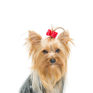yorkshire terrier puppies florida