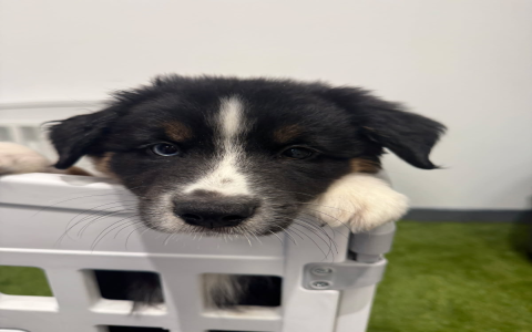 where to find cheap dogs