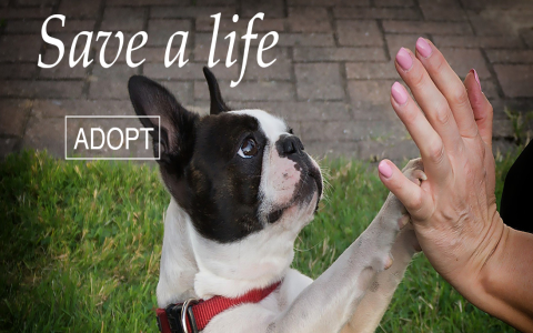 boston terrier rescue nj