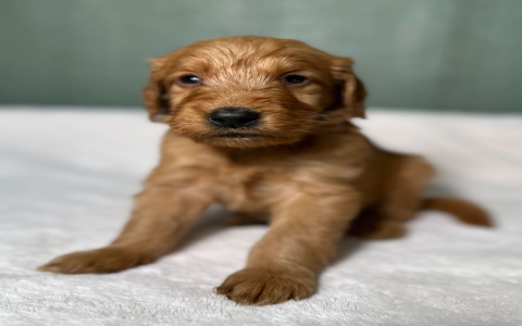 goldendoodle puppies ct